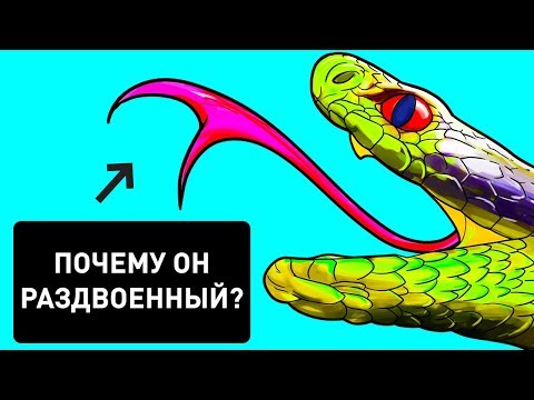 Обоняние 3D — зачем змее раздвоенный язык (3 фото)