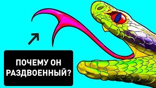 Почему у змей раздвоен язык