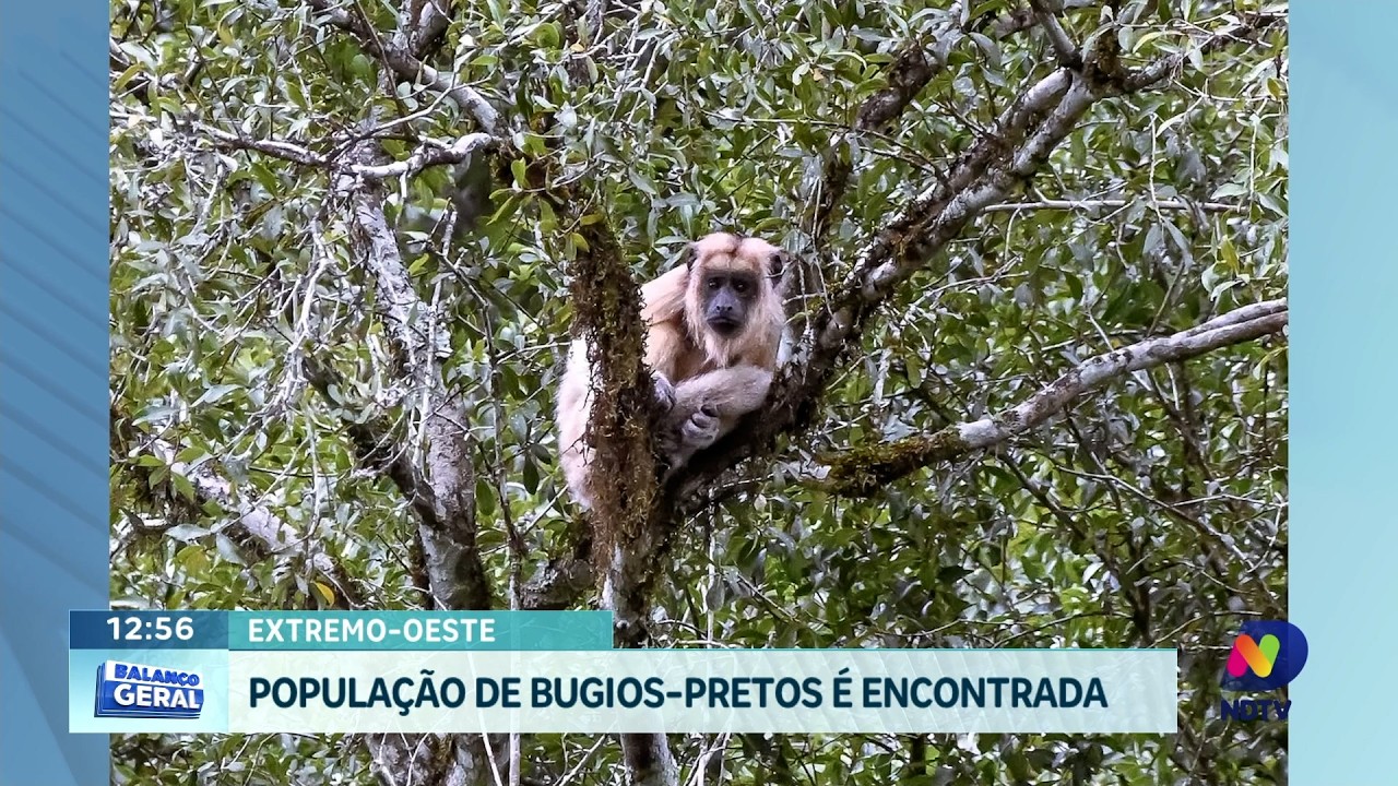 Bugios-pretos ameaçados de extinção são registrados no Oeste de SC