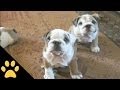 Bulldogs Are Awesome: Compilation の動画、YouTube動画。