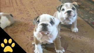 Bulldogs Are Awesome: Compilation