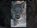 Snow leopards, lynxes, and manuls: the magic of winter wildlife with relaxing music. #short #animals