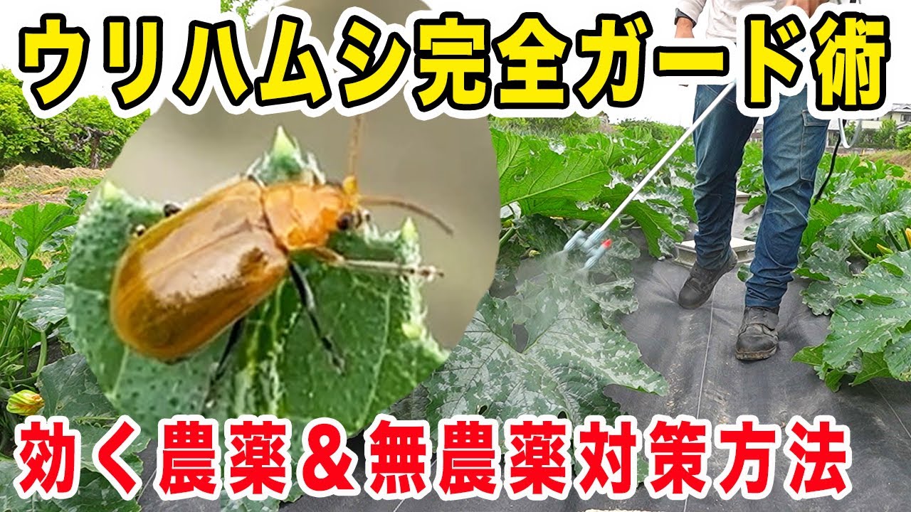 もうウリハムシに食わせない！ ウリハムシの生態と撃退法を徹底解説！効く農薬と無農薬での対策方法【キュウリ・ズッキーニ・カボチャ】