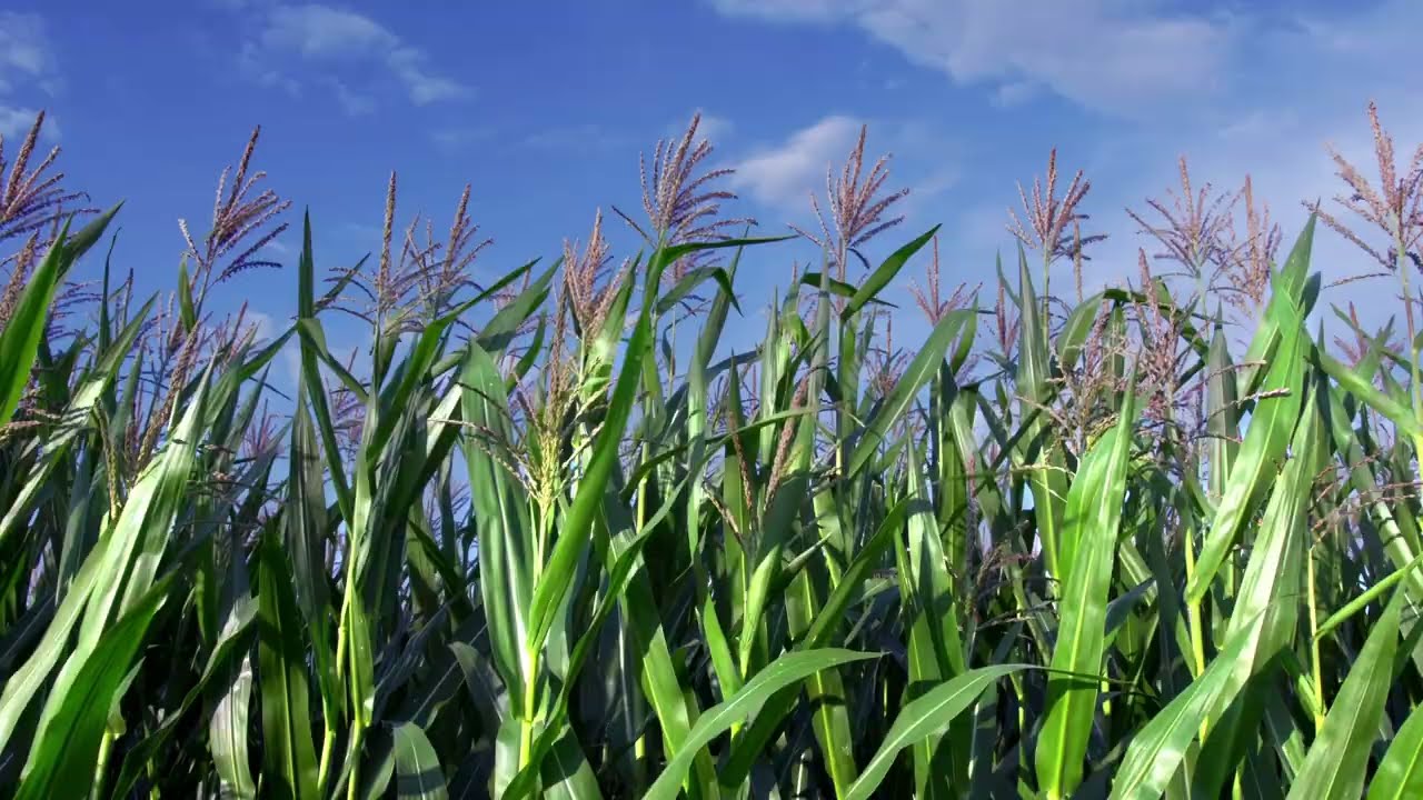 Prijatelj dobrog roda kukuruza: SPEED for CORN