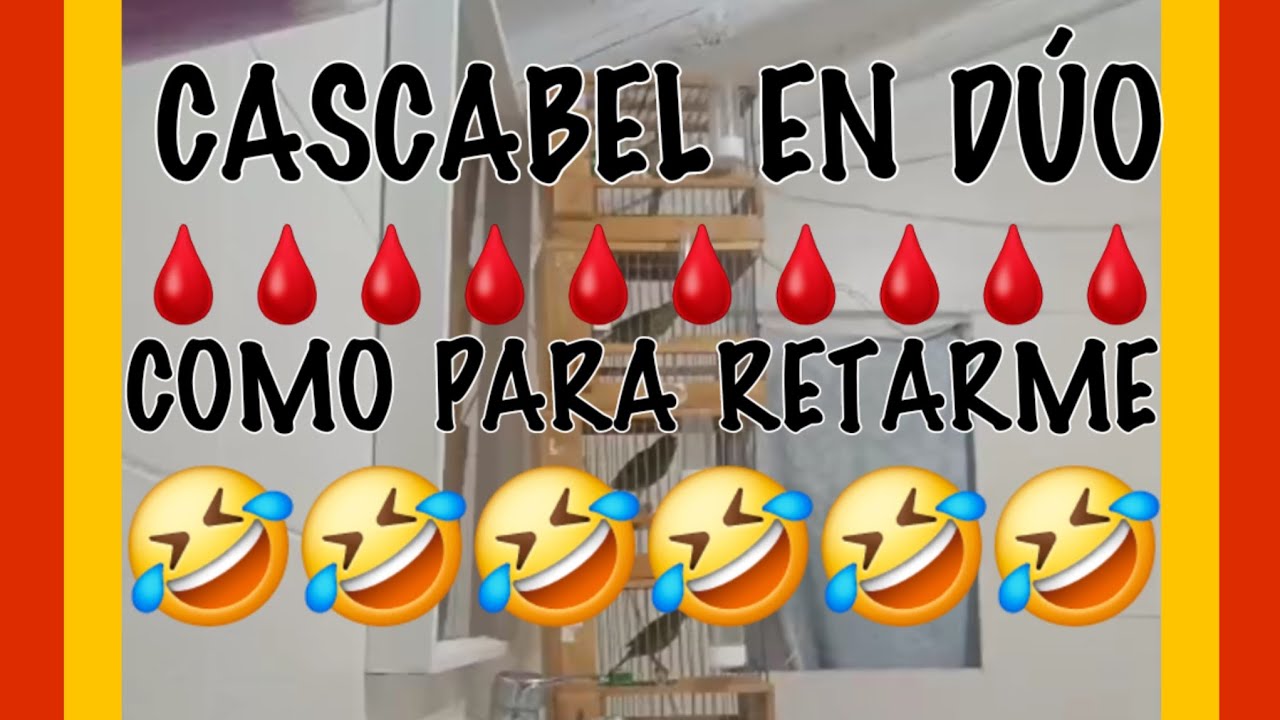 🩸🇪🇦Cascabel en DUO, como para retarme🇪🇦 🩸678516031
