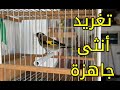 بتبتة و تستسة إناث الحسون لتحفيز الذكور /صوت انثى الحسون