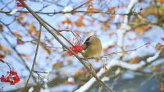 Download Lagu beauty of birth in nature MP3