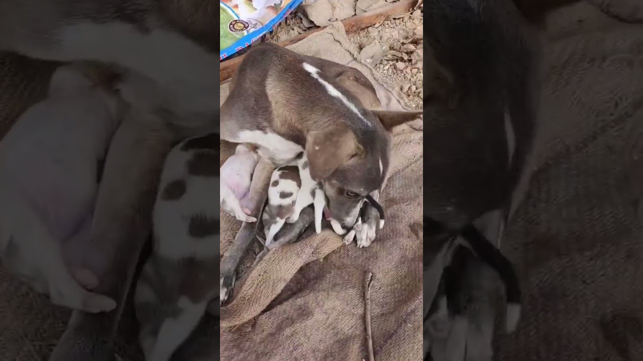 agar apka kutta kisi aur ko chhor kr 