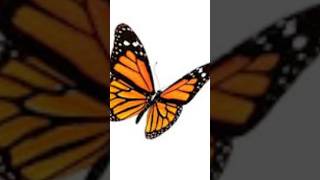 Sabías Que La Supervivencia De La Mariposa Monarca Depende De Esta Planta?