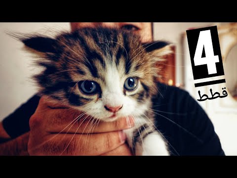 قصة قطط عمرو شريف