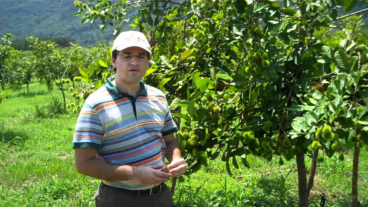 Rambutan Fruit Sept. 2010 Harvest Update YouTube