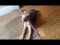 Lincoln - Lakeland Terrier - 5 Weeks Residential Dog Training の動画、YouTube動画。