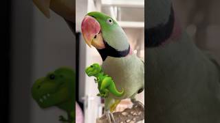 Alexandrine Parrot says Shhh 🤐 |  4K Ultra HD | UK 🇬🇧