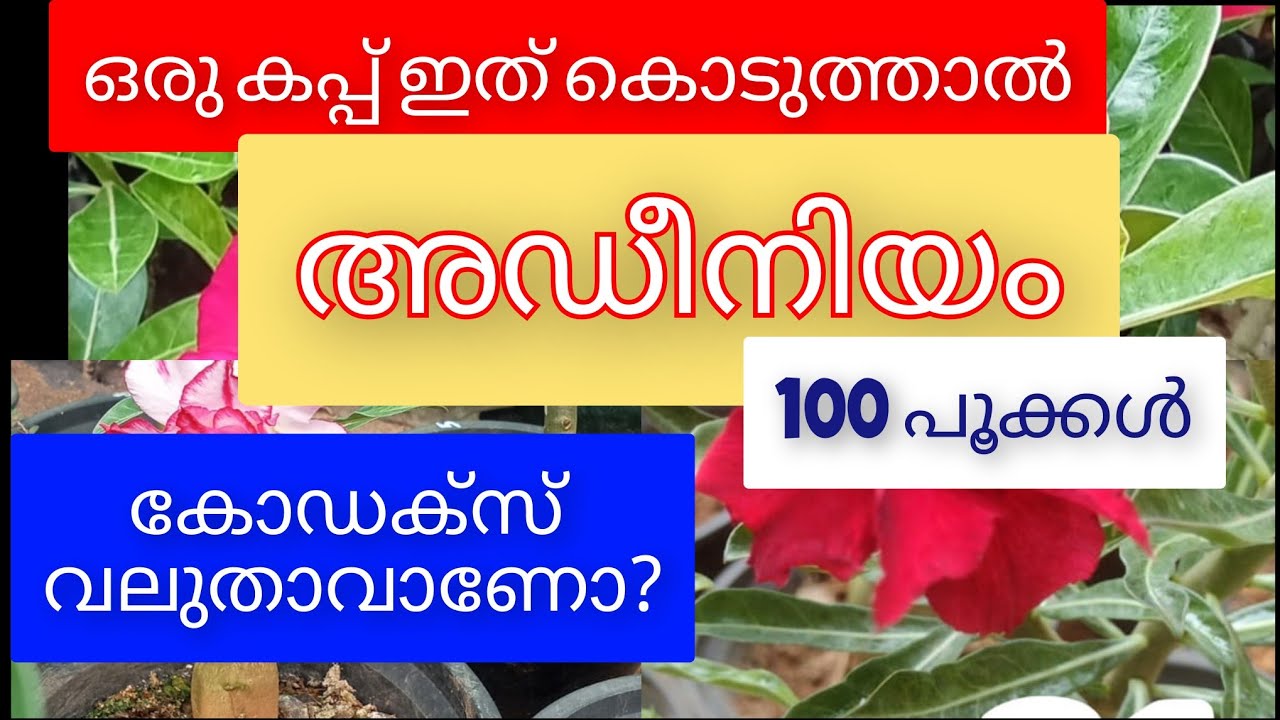 Adenium Sale 🌺 | Different Types of Adenium & Best Fertilizers Explained | Desert Rose Malayalam