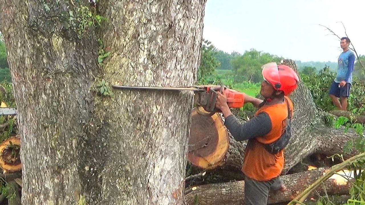Heavy rain fell during the felling of large trembesi trees ‼️ - YouTube