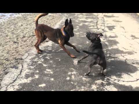 dog-aggressive-pit-bull,-socialization-progress-|-dog-training-in-buffalo-ny