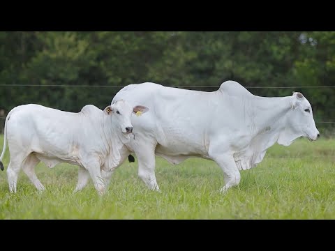 LOTE 134 - CSCF 7629