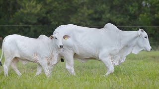 LOTE 134 - CSCF 7629