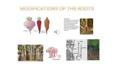 Science Class 6 Ch 9 Part 2(Plants-Form and functions)