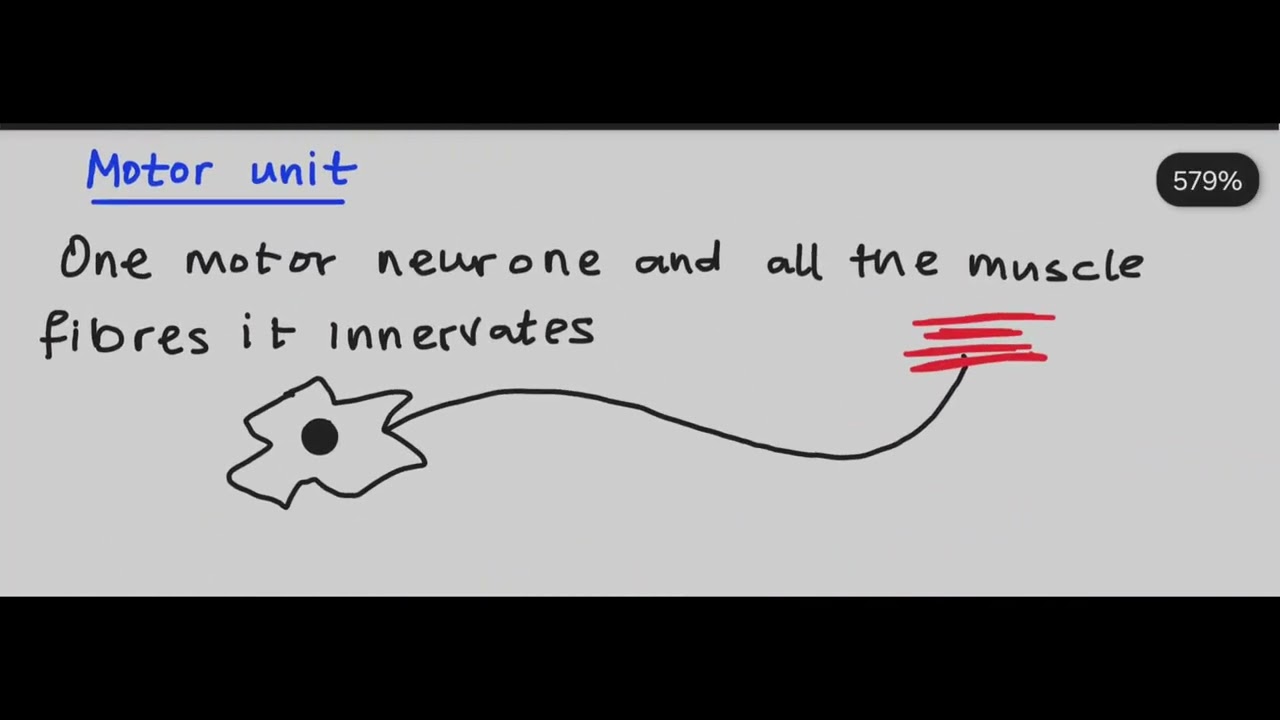 Neuromuscular System (AQA A-Level) | Super PE Online