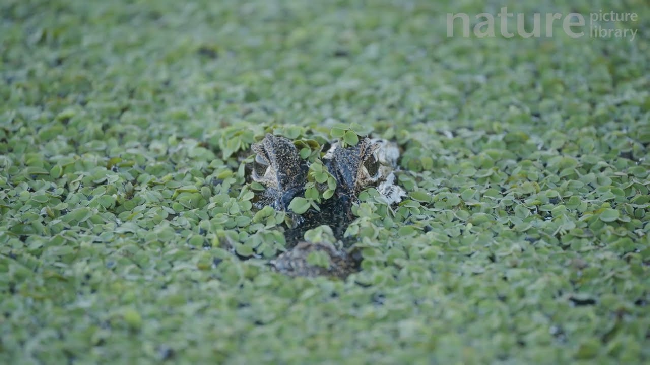 Yacare Caiman Resting in Shallow Water – 4K Wildlife Footage from Pantanal, Brazil.