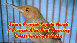 Suara Pancingan Prenjak Tamu / Prenjak Atas buat masteran dan pikat ampuh