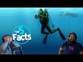 Divers react to top 5 scuba diving facts