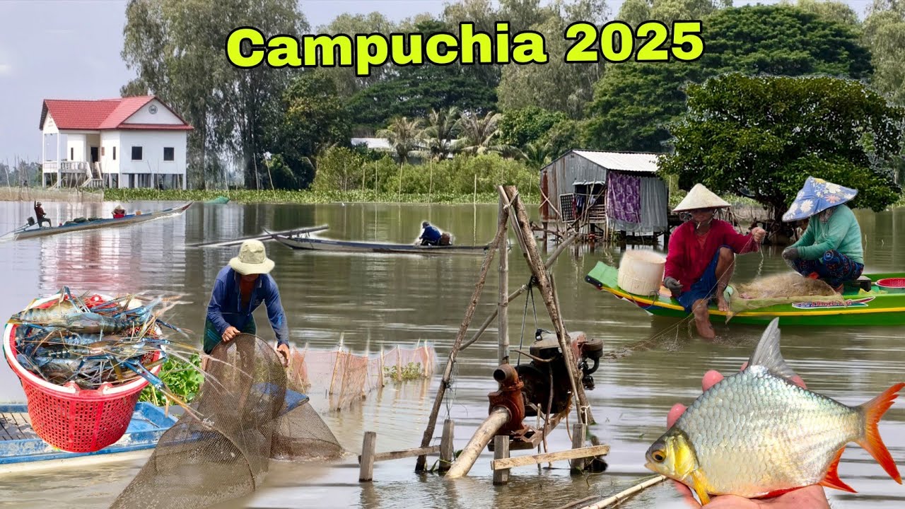 Lũ rút lịch sử hồi hộp qua Campuchia Cả Xóm Chạy lũ săn bắt Cá đồng đặt dớn nghề bà cậu 