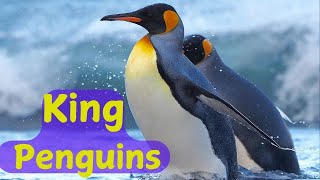 King Penguins Doentary