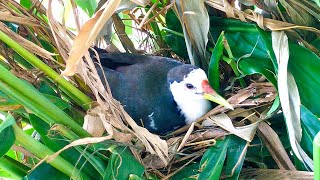 Many Eggs Receive Care From Mother Bird (1) – White-breasted Waterhen Enhanced Nest Greatly E261