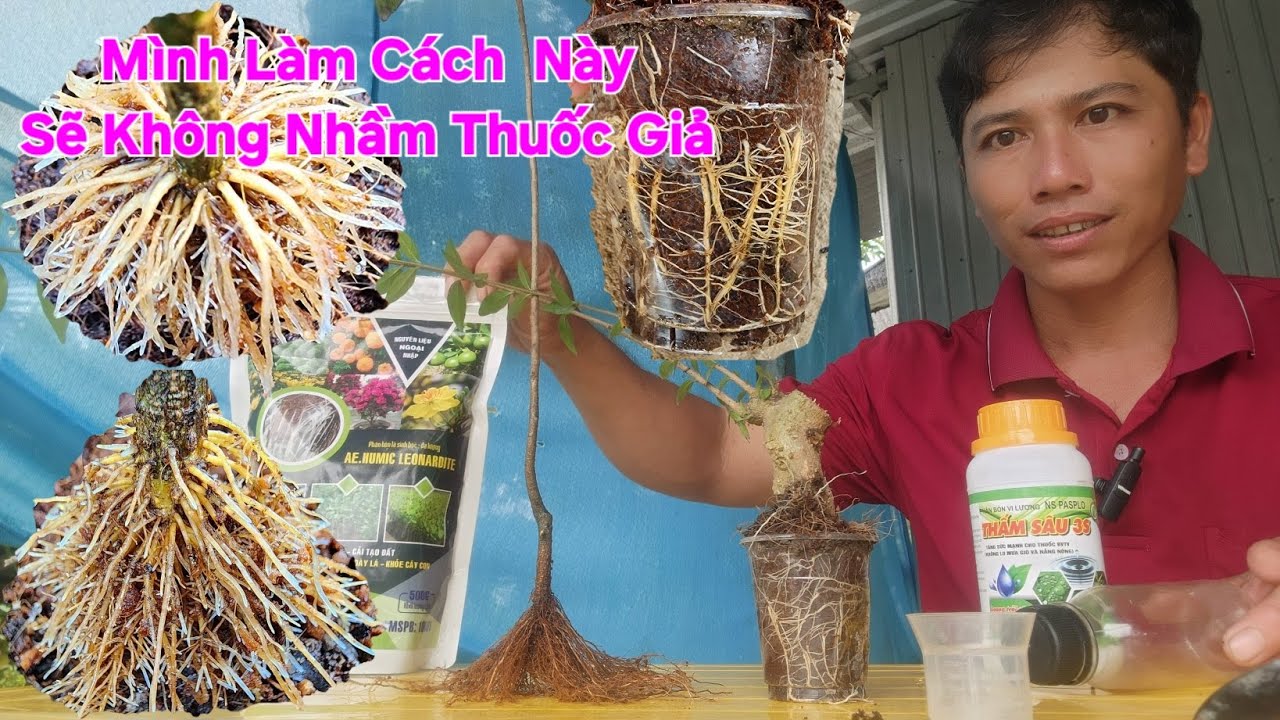 Bí Quyết Làm Thuốc Siêu Kích Rễ Tại Nhà Đơn Giản Nhưng Rất Hiệu Quả