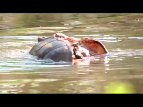 Snapping Turtles mating 2012