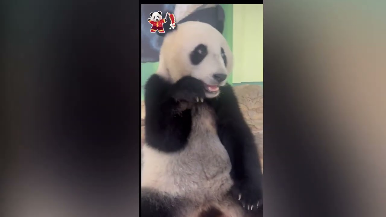 大良拖著籃子車車來找妹珠，開始妹珠胡蘿蔔也不要，看到車車就上車喇#panda #cutepanda #熊貓妹珠 #熊貓妹豬