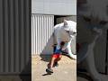o gato pegou ele😂😁#shorts#funny#comedy