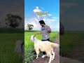 Sura Al Haj || Qurbani