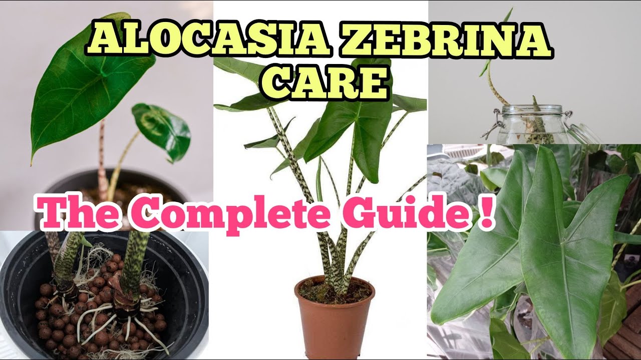bonsai willow tree Wired Willow Leaf Ficus Bonsai in a Blue Glazed Yixing Pot