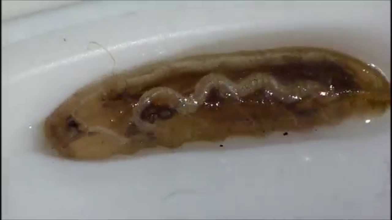 This is a Rat Tailed Maggot - YouTube.