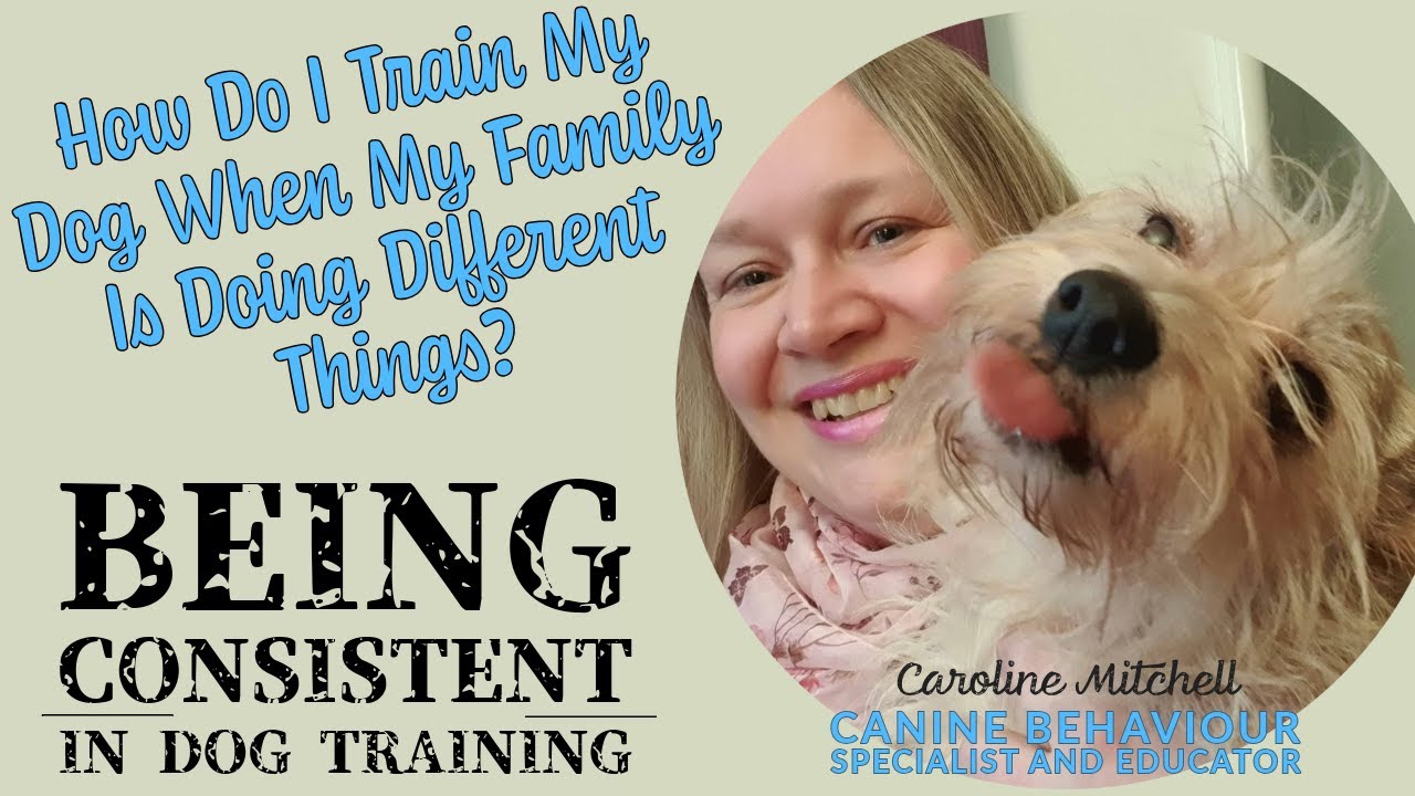 How Do I Train My Dog When My Family Is Doing Different Things? Being Consistent in Dog Training