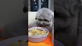 Dog Reviews Food With Girlfriend | This is an Injustice || ViralHog