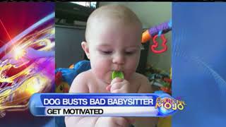 Dog Saved Baby From An Abusive Babysitter