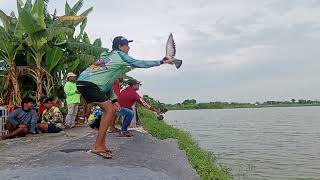 lomba merpati balap lp. dukuan glagah hari jumat 500 M. jura baru team jos gandos vs soima