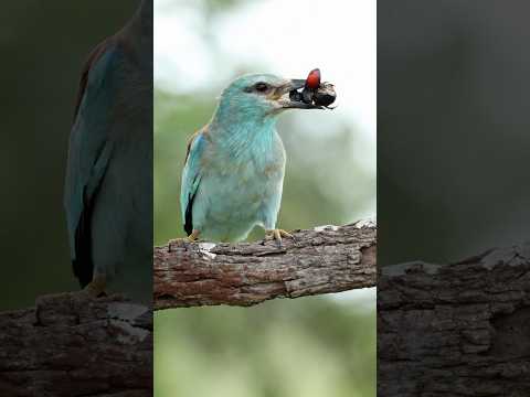 European Roller Tries To Swallow Rhino Beatle 