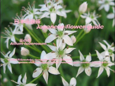 私は野生になった Am I Wild 韮 にら Allium Tuberosumの花 季節の花 日本花図鑑 Japanese Flower Guide Youtube