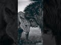 اللبوه لا تحتمي بأرنب و لا تروقها الكلاب تصميمي
