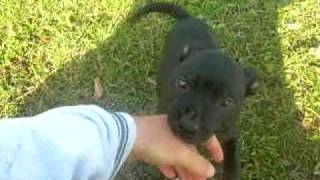 Zak I Zippo Stafordski Bulterijeri 2