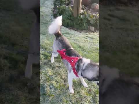 Video: Sådan Ryddes Op I Hundesnor