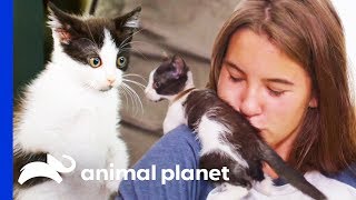 Looking After A Kitten With Suspected Feline Leukaemia | Amanda To The Rescue