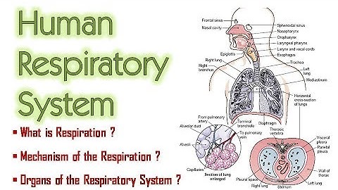Respiratory System | Organs of the Respiratory System | Mechanism of Respiration