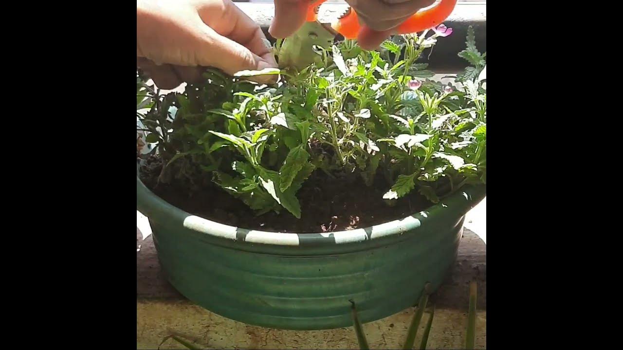 How to deadheading verbena? shorts YouTube