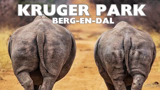 Under The Wire | Kruger National Park | Berg-En-Dal        #krugernationalpark #safari #rhino